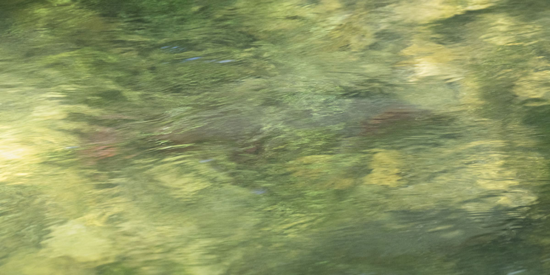 <i><font color='DimGrey'>Figment or Fish?</font></i>