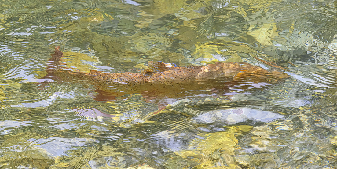 <i><font color='DimGrey'>Native</font></i>